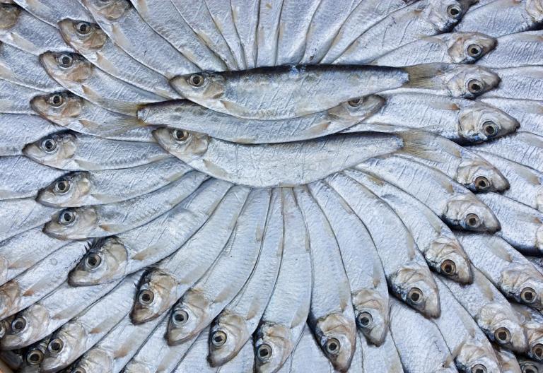 Small oily fish arranged artfully.